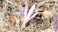 Colchicum montanum