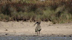 Theristicus caerulescens