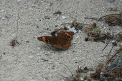 Junonia neildi