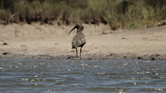 Theristicus caerulescens