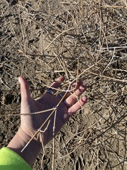 Ephedra nevadensis