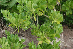 Scaevola taccada