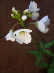 Cardamine californica