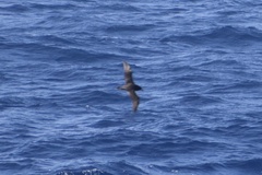 Procellaria