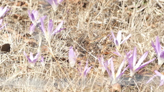 Colchicum montanum