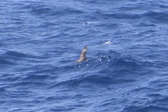Procellaria