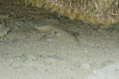 Coryphopterus dicrus