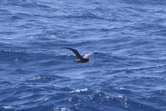 Procellaria