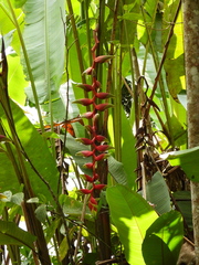 Heliconia standleyi