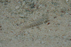 Coryphopterus dicrus