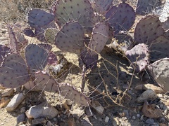 Opuntia azurea