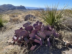 Opuntia azurea