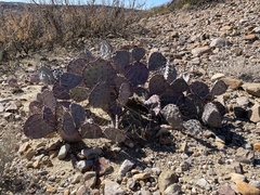 Opuntia azurea
