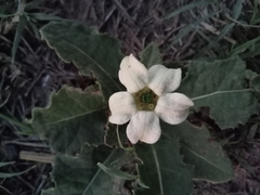 Jaborosa runcinata