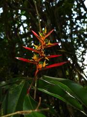 Heliconia schumanniana