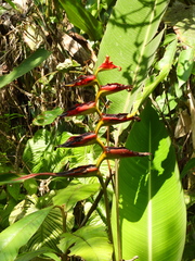 Heliconia spathocircinata