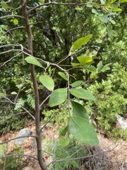 Pterocelastrus tricuspidatus