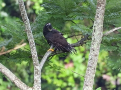 Spizaetus tyrannus