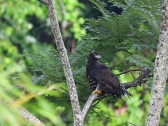 Spizaetus tyrannus
