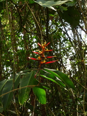 Heliconia schumanniana