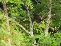 Spizaetus tyrannus