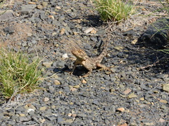 Agama aculeata aculeata