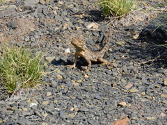 Agama aculeata aculeata