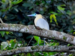 Pilherodius pileatus