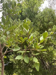 Pterocelastrus tricuspidatus