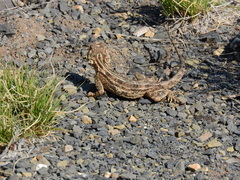 Agama aculeata aculeata