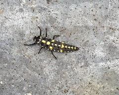 Coccinellidae
