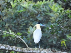 Pilherodius pileatus