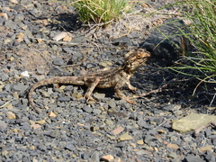 Agama aculeata aculeata