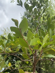 Pterocelastrus tricuspidatus