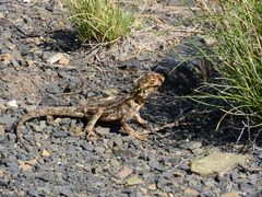 Agama aculeata aculeata