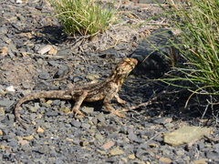 Agama aculeata aculeata