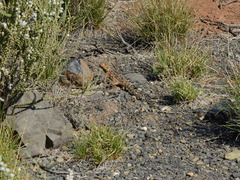 Agama aculeata aculeata