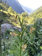 Lilium pyrenaicum
