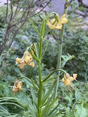 Lilium pyrenaicum