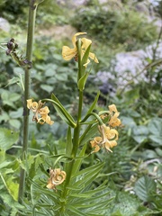 Lilium pyrenaicum