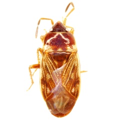 Cryphula trimaculata