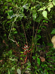 Heliconia scarlatina