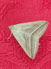 Euclidiini