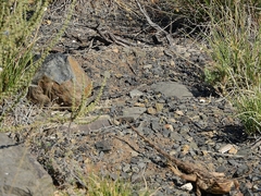 Agama aculeata aculeata