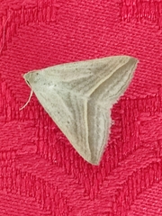 Euclidiini