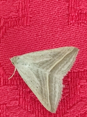 Euclidiini