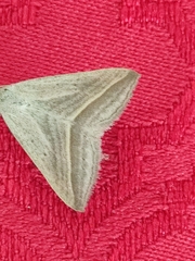 Euclidiini