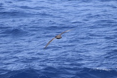 Procellaria