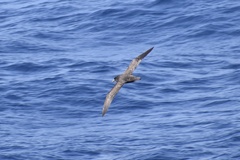 Procellaria