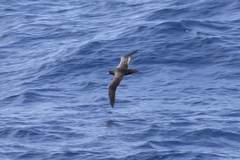 Procellaria